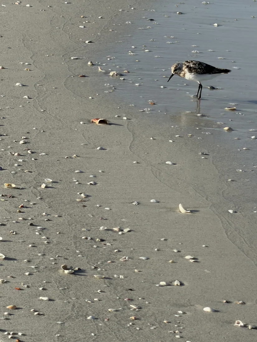 A sandpiper working the wet sand